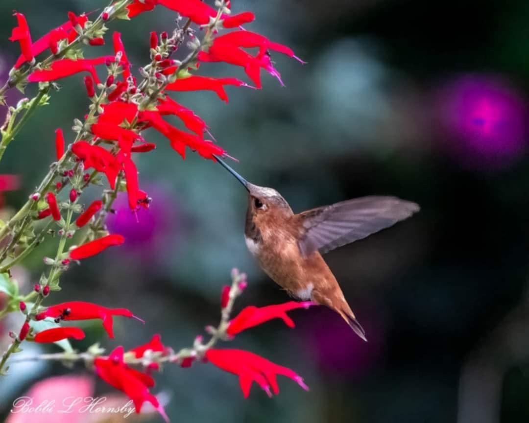 Rufous Hummingbird - ML627616628
