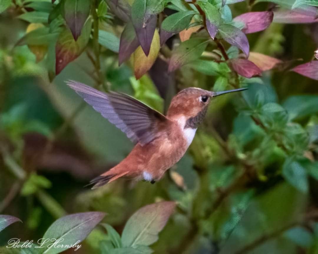 Rufous Hummingbird - ML627616629