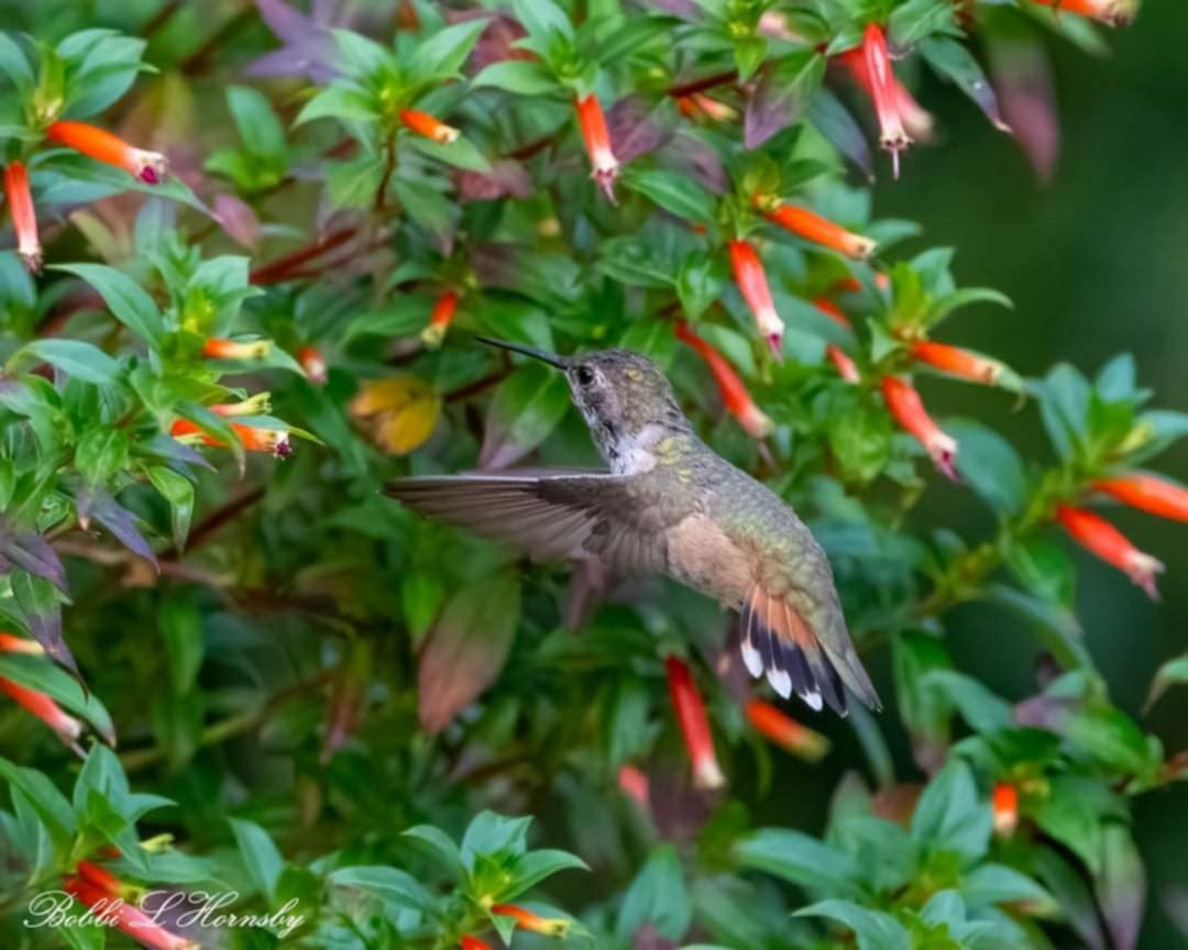 Rufous/Allen's Hummingbird - ML627616662