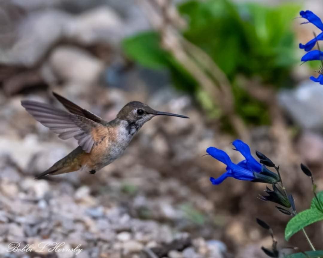 Rufous/Allen's Hummingbird - ML627616663