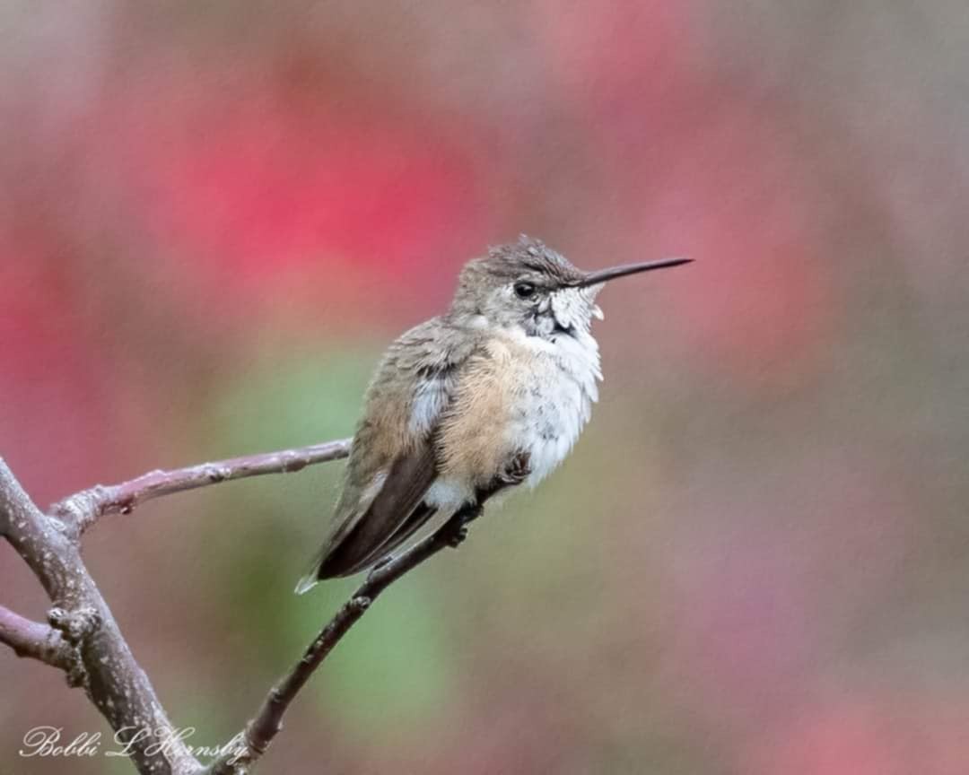 Rufous/Allen's Hummingbird - ML627616664