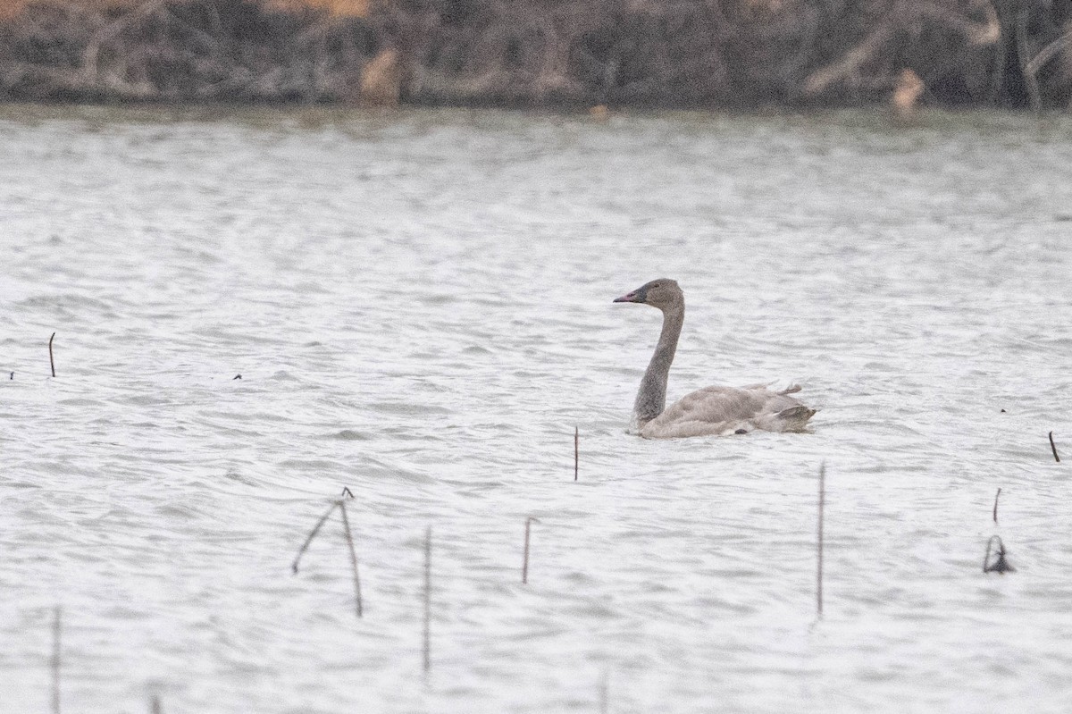 Trumpeter Swan - ML627616704