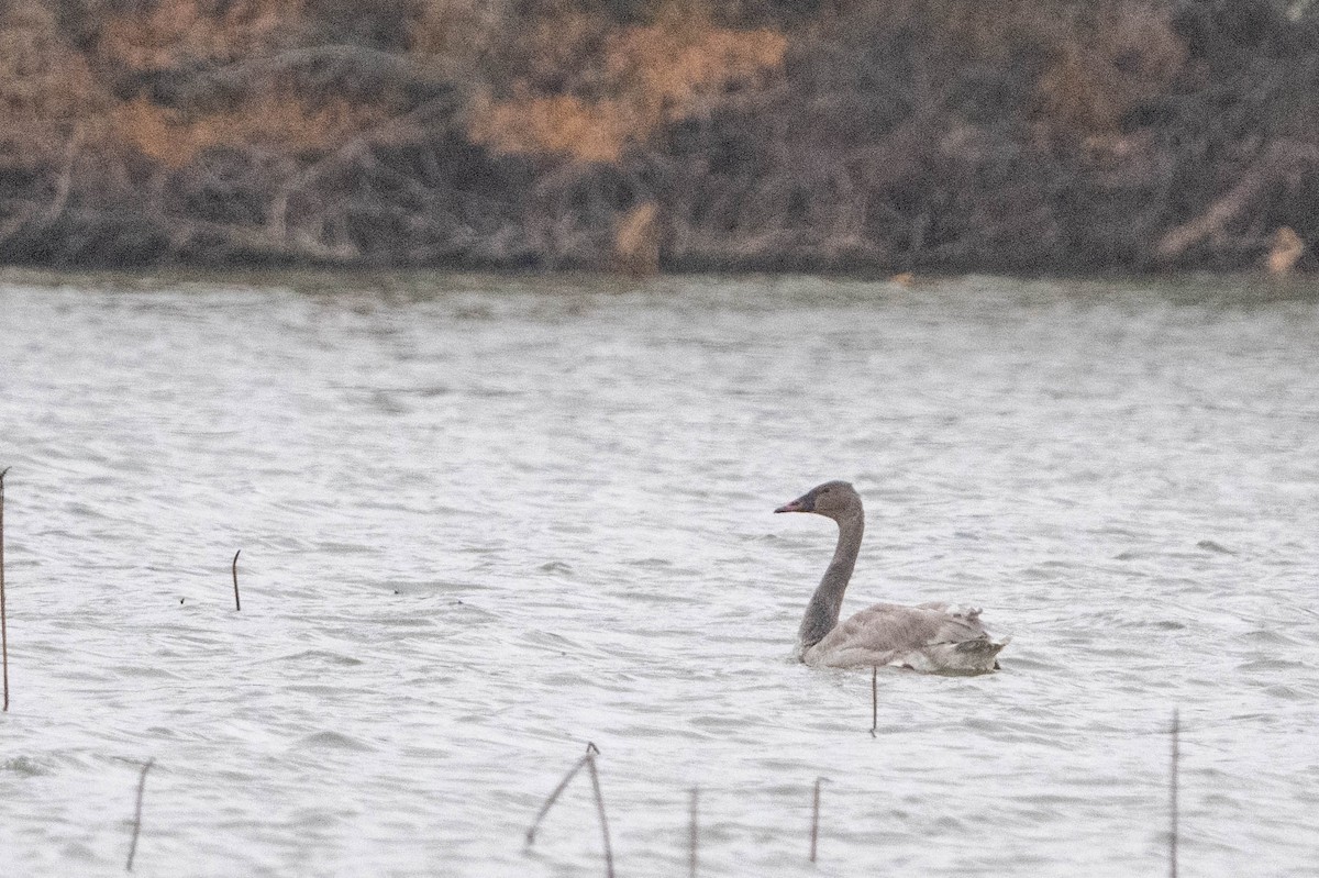 Trumpeter Swan - ML627616705