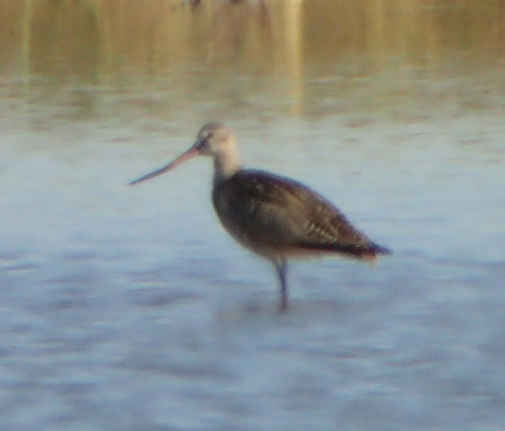 Marbled Godwit - ML62761671