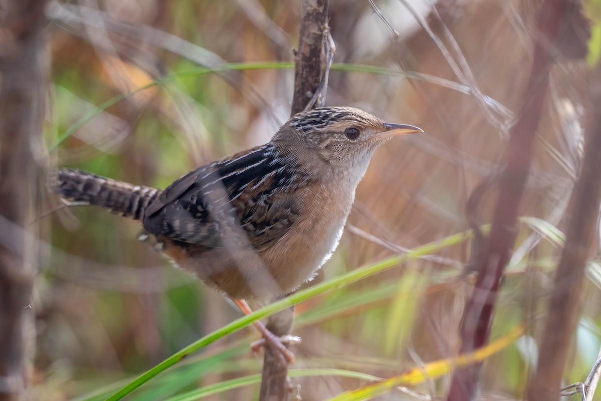 Sedge Wren - ML627616765