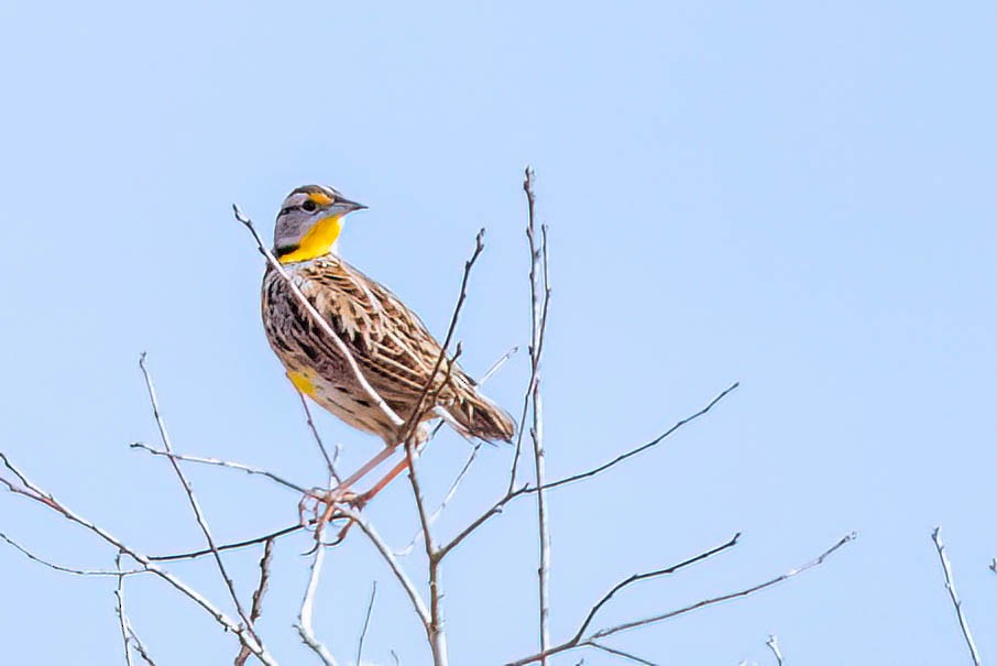 Eastern Meadowlark - ML627616828