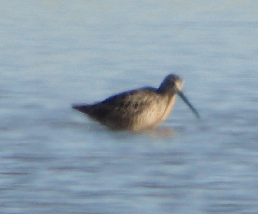 Short-billed/Long-billed Dowitcher - ML62761701