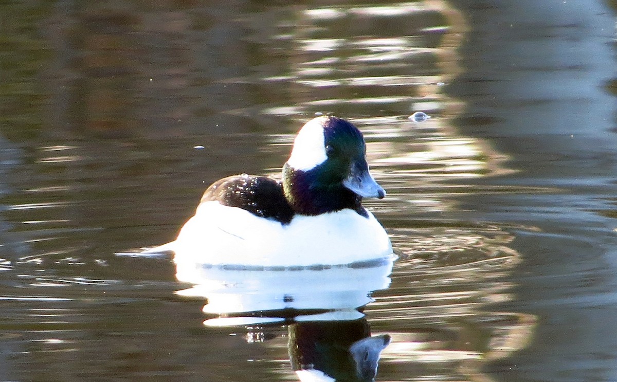 Bufflehead - ML627617135