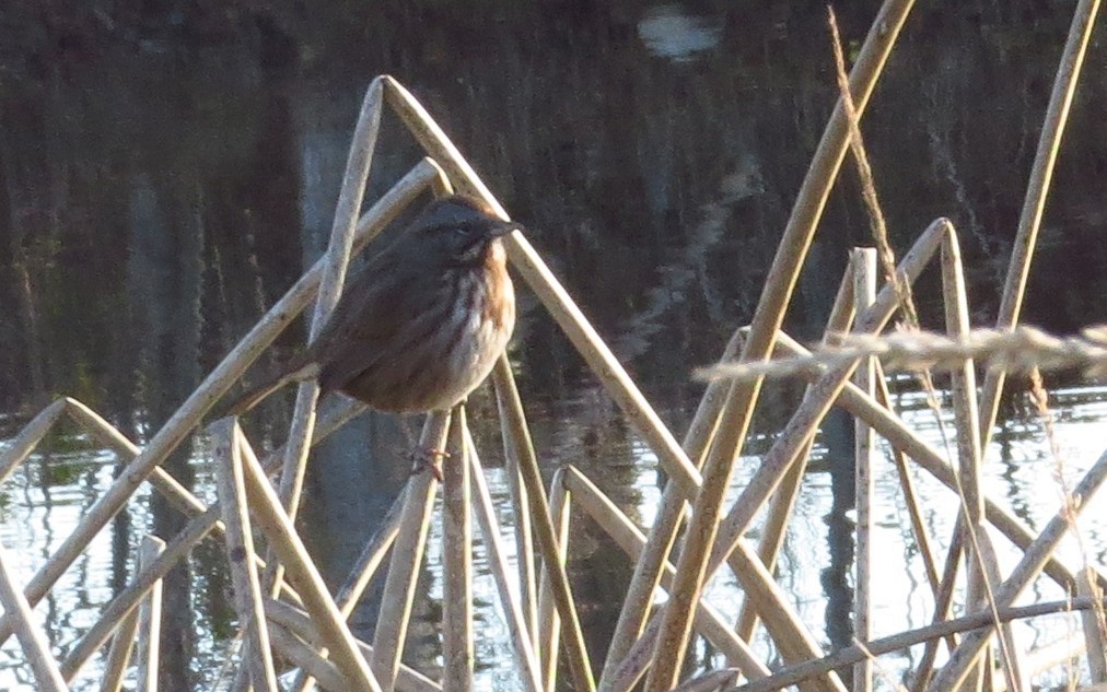 Song Sparrow - ML627617156