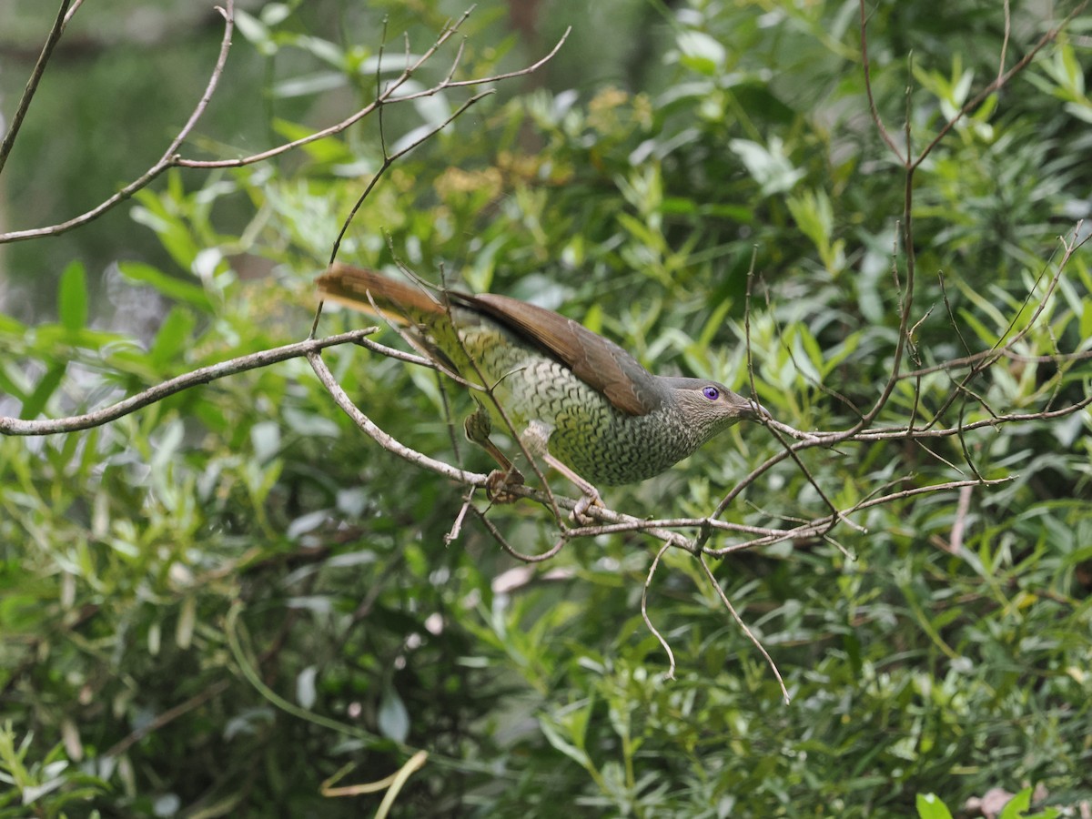 Satin Bowerbird - ML627617167