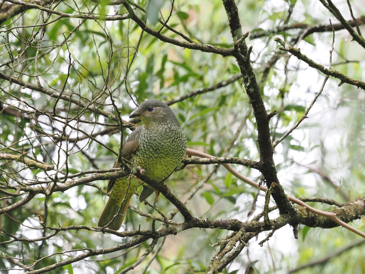 Satin Bowerbird - ML627617178