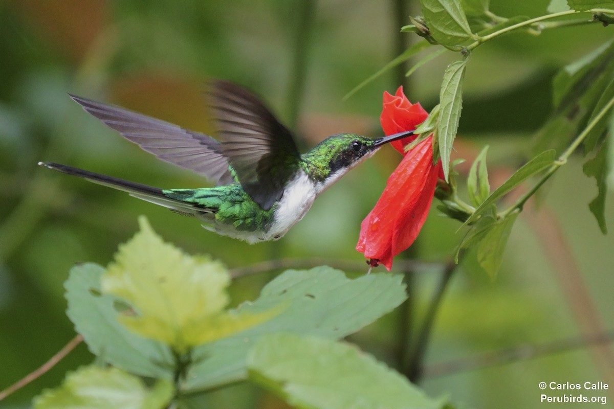 Black-eared Fairy - ML627617333