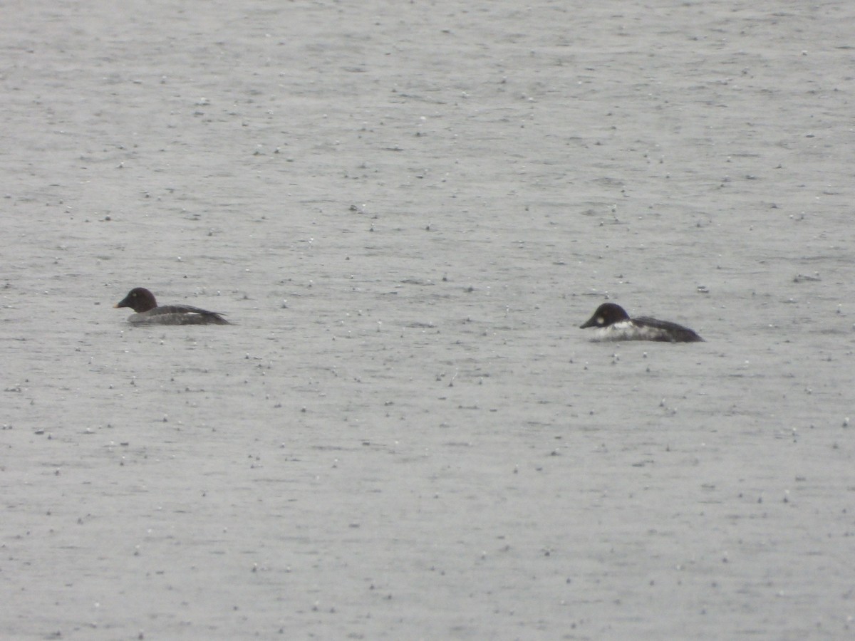 Common Goldeneye - ML627617465