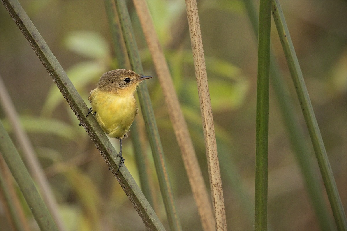 Warbling Doradito - ML627617469