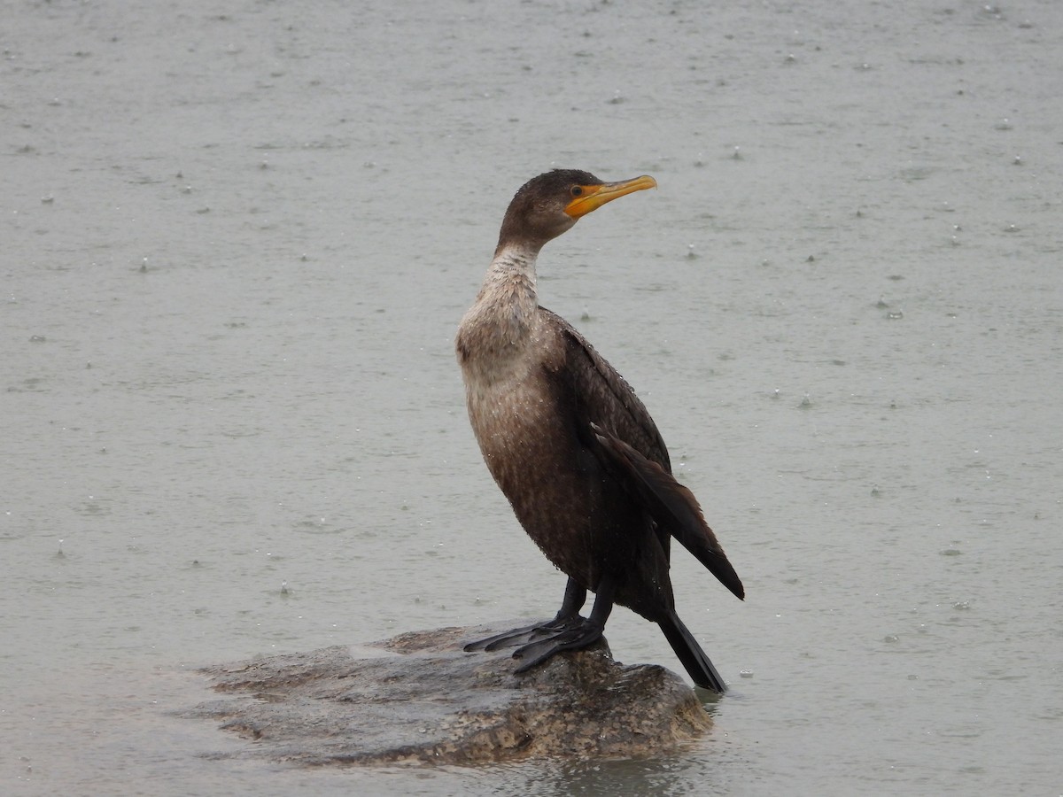 Double-crested Cormorant - ML627617485