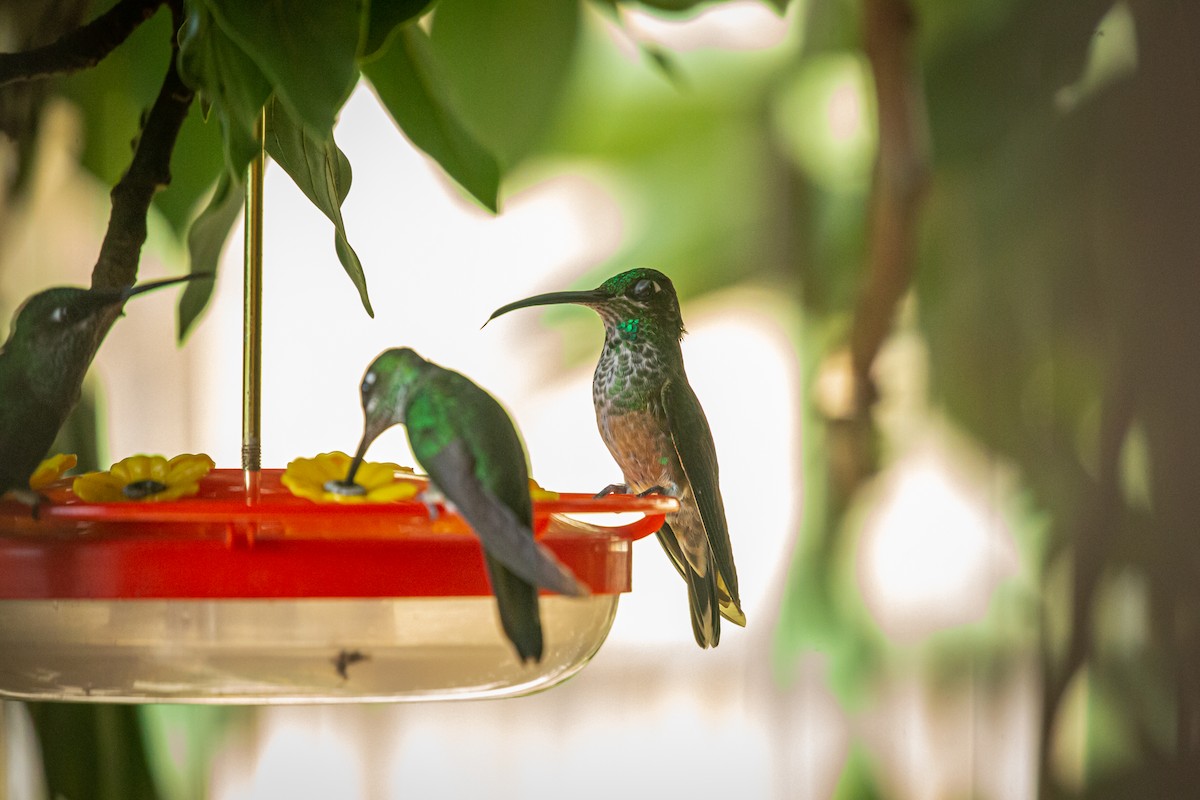Violet-chested Hummingbird - ML627617561
