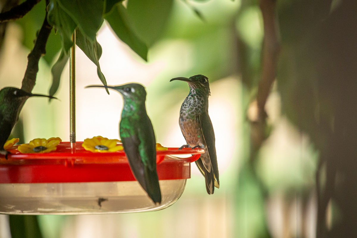 Violet-chested Hummingbird - ML627617563