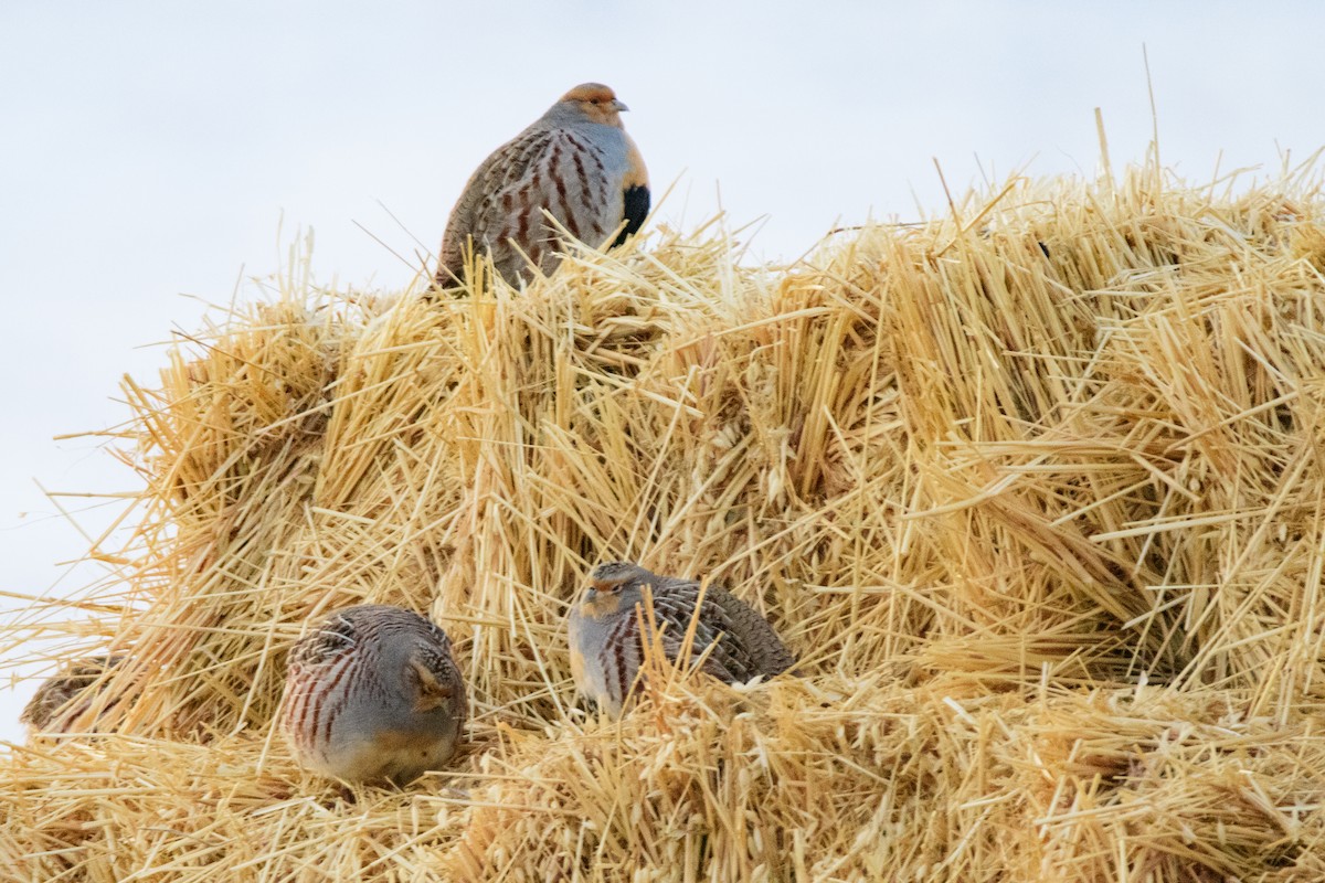 Daurian Partridge - ML627617580