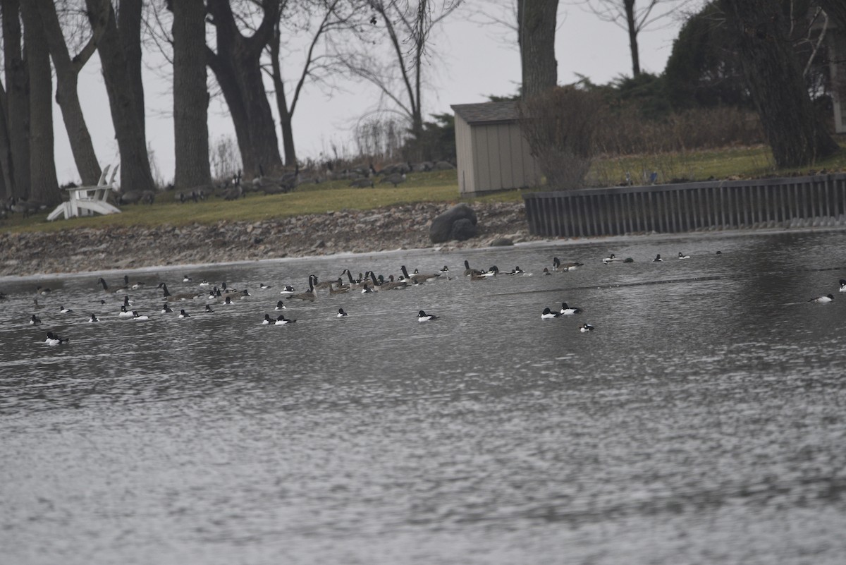 Canada Goose - ML627617677