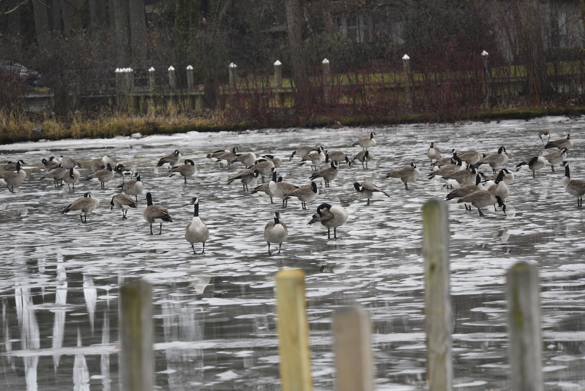 Canada Goose - ML627617678