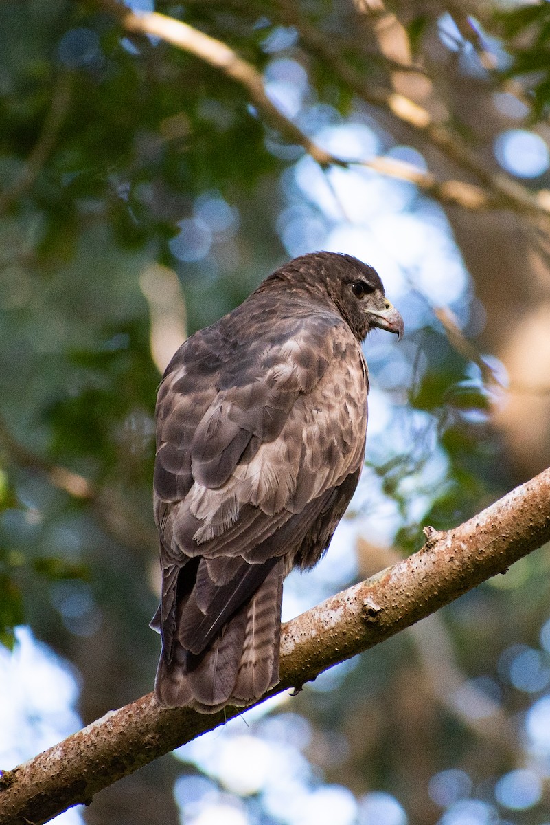 Hawaiian Hawk - ML627617682