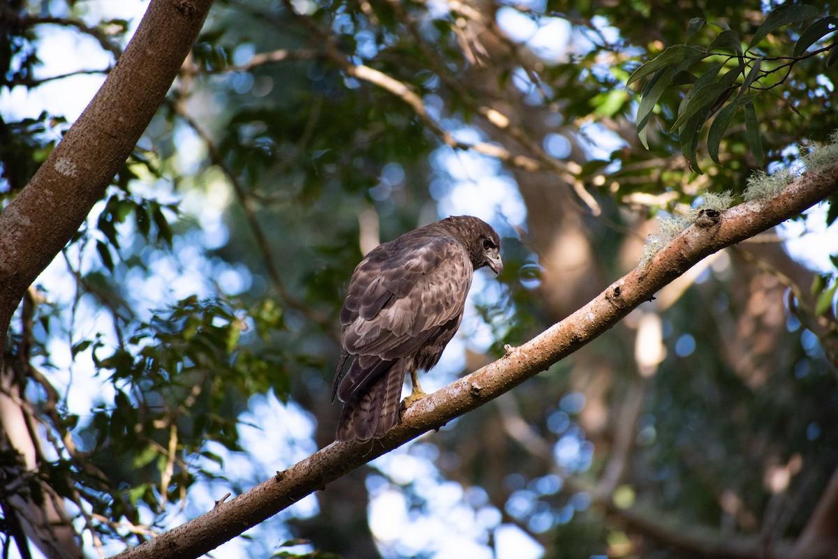 Hawaiian Hawk - ML627617683