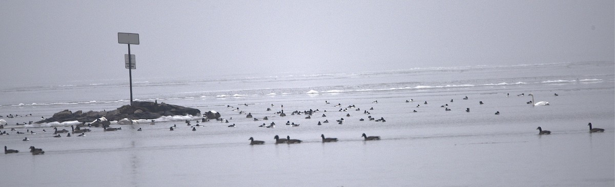 Tundra Swan - ML627617701