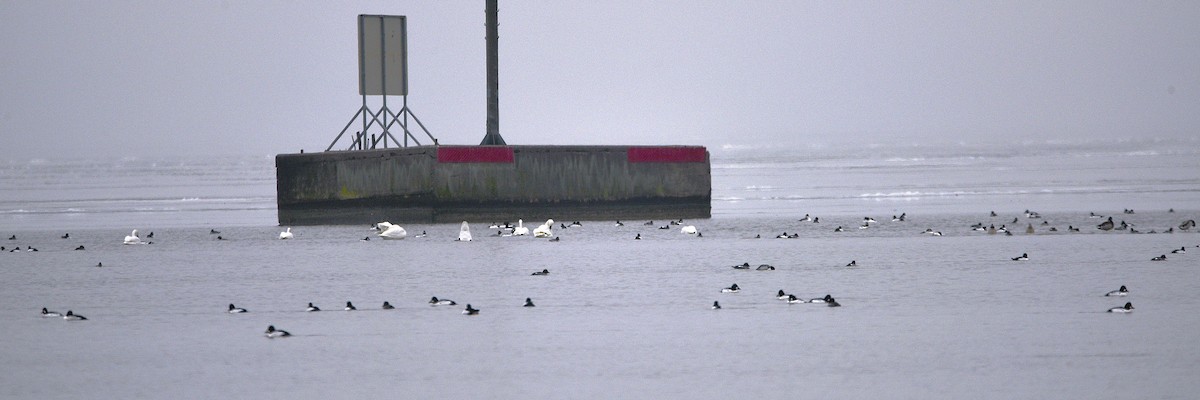 Tundra Swan - ML627617702