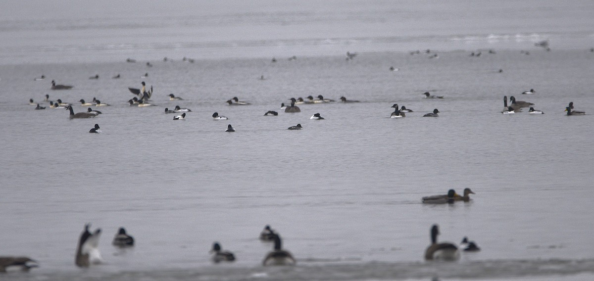 Common Goldeneye - ML627617733