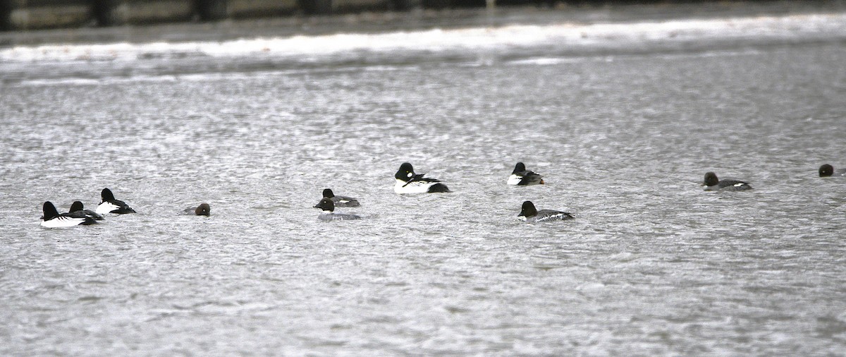 Common Goldeneye - ML627617736