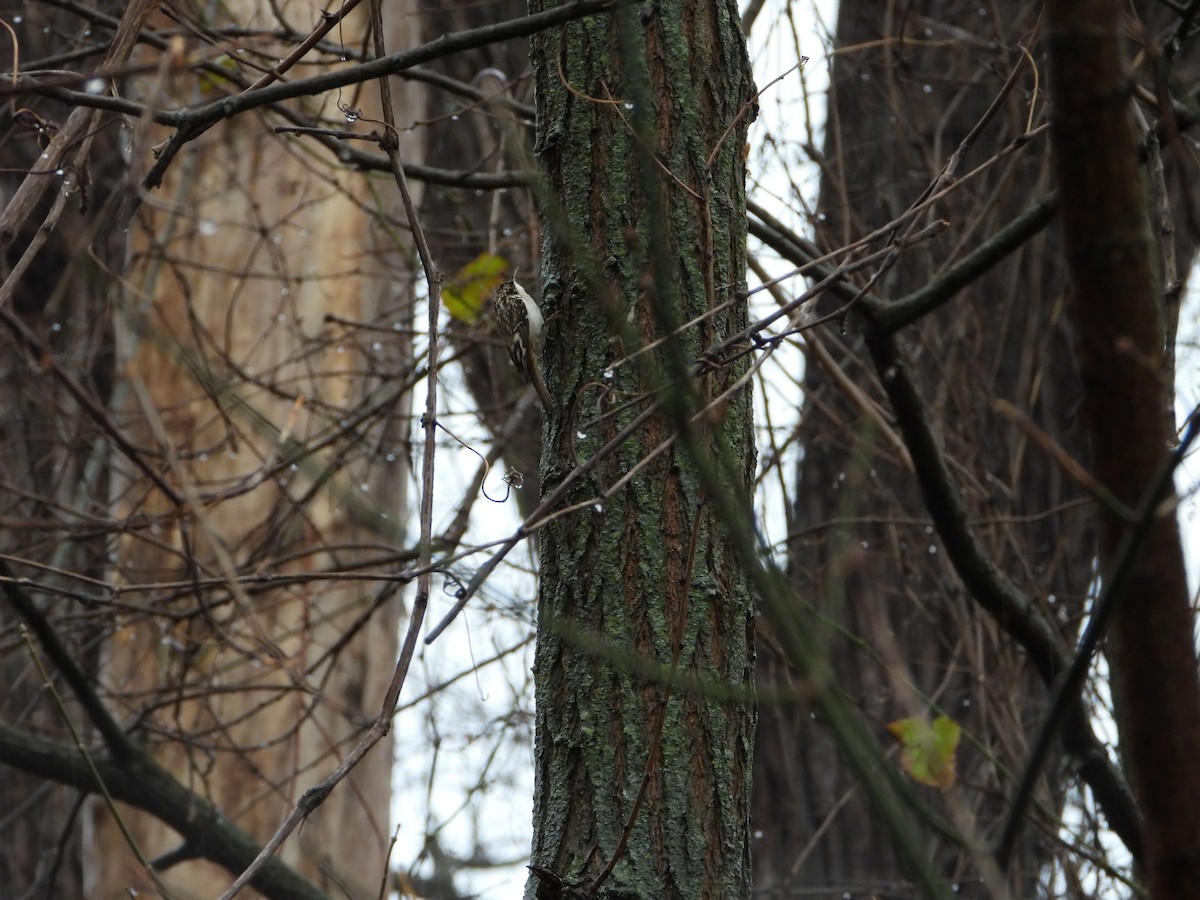 Brown Creeper - ML627617789