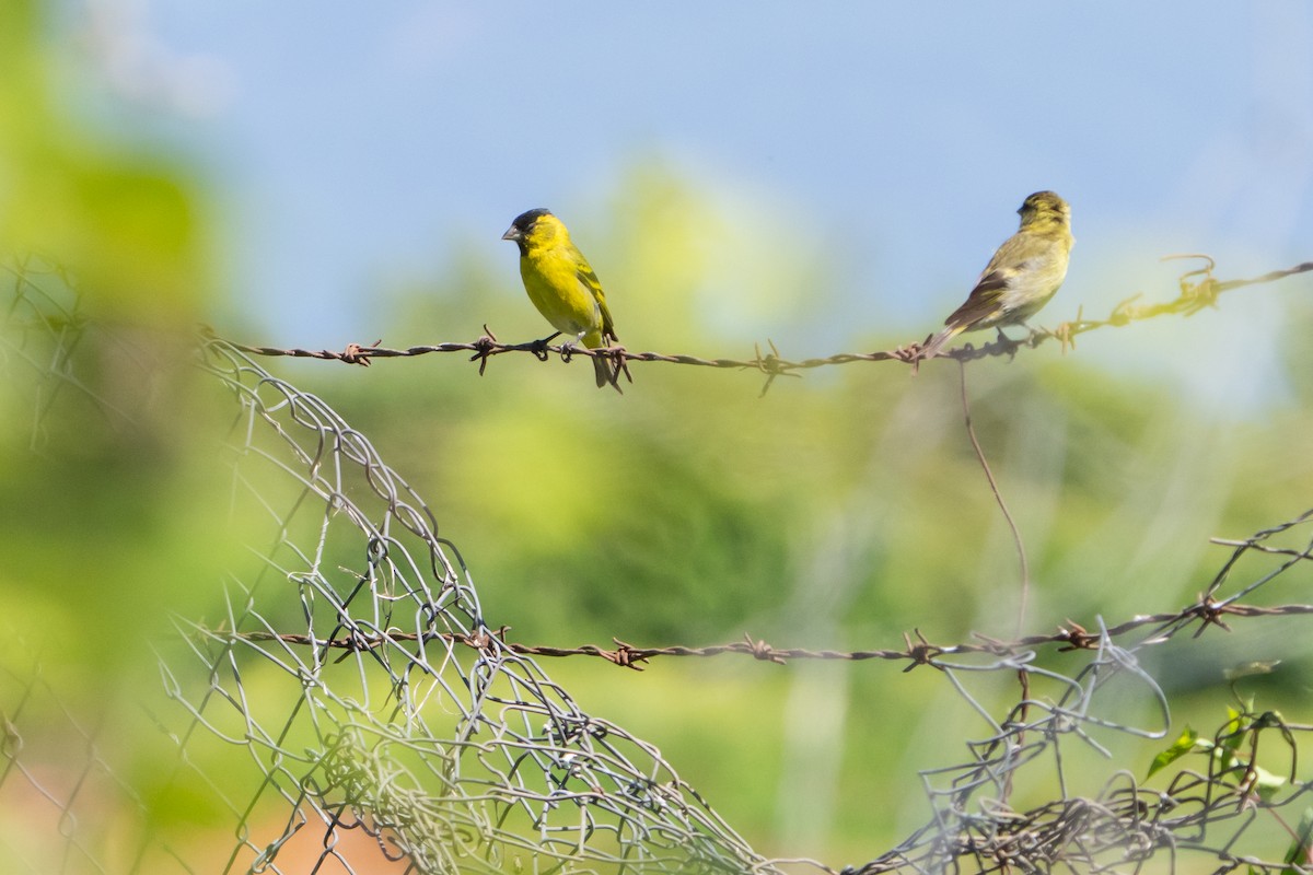 Black-chinned Siskin - ML627617793