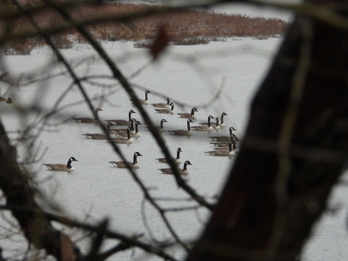 Canada Goose - ML627617805