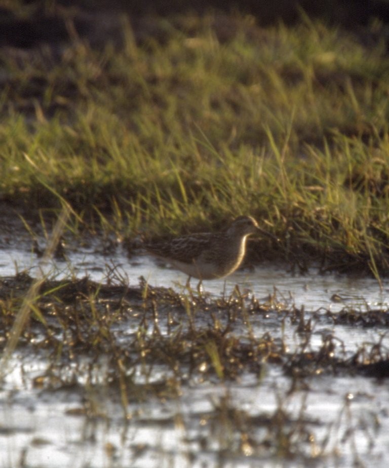 Graubrust-Strandläufer - ML627617806