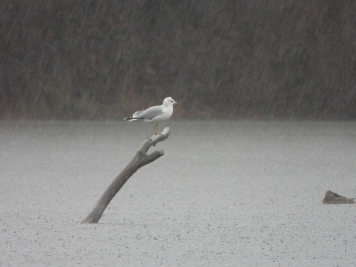 Ring-billed Gull - ML627617837