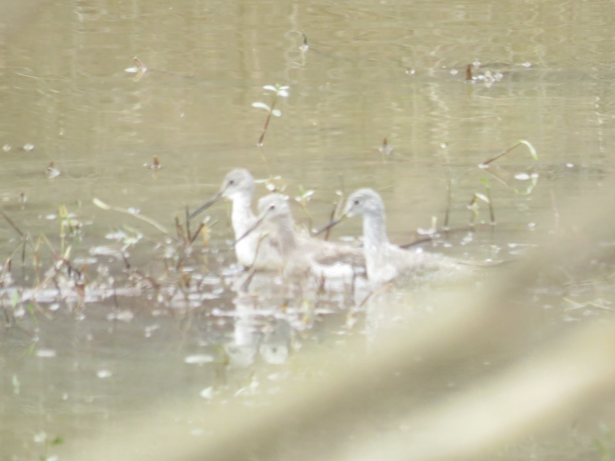 Greater Yellowlegs - ML627617839