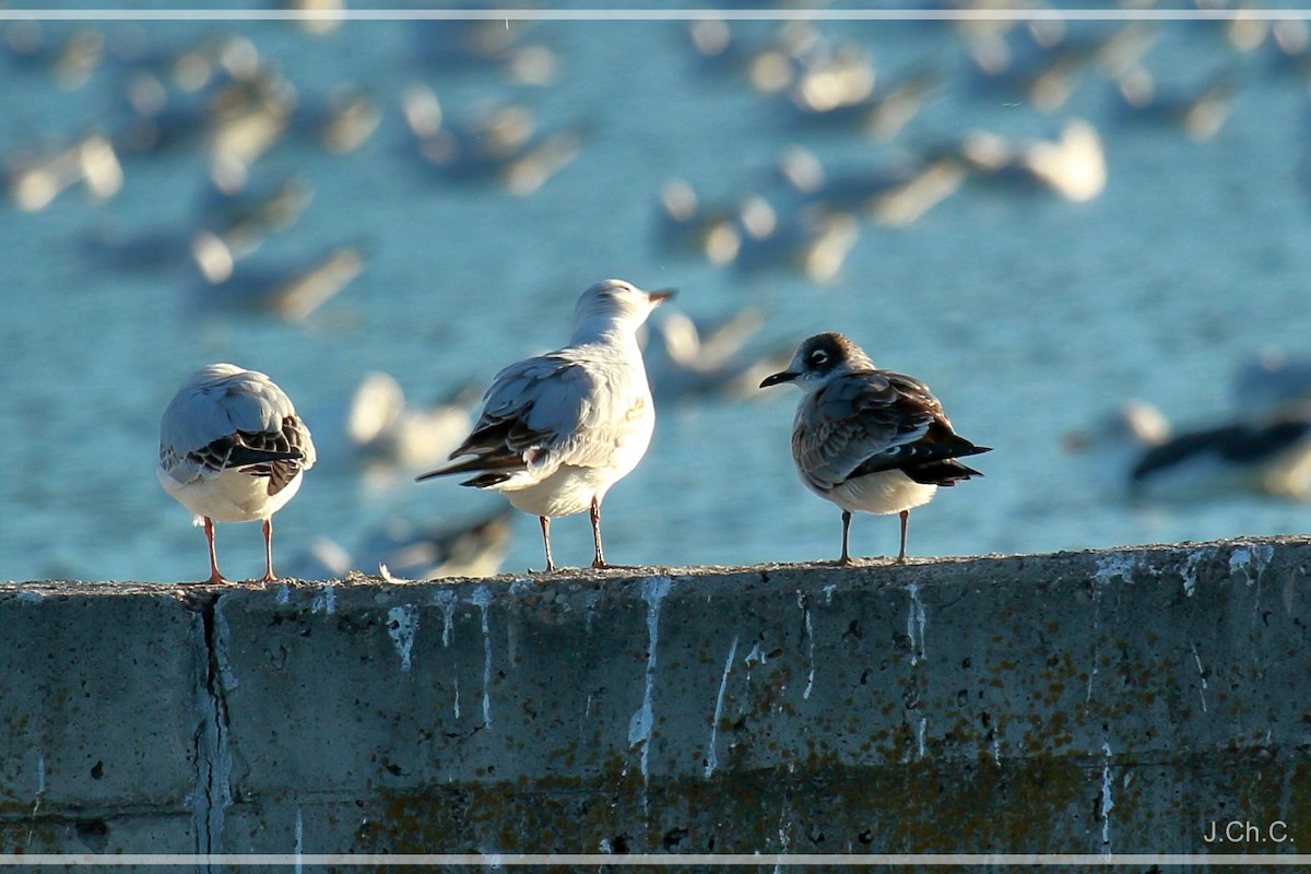 Franklin's Gull - Javier Chueca Cía