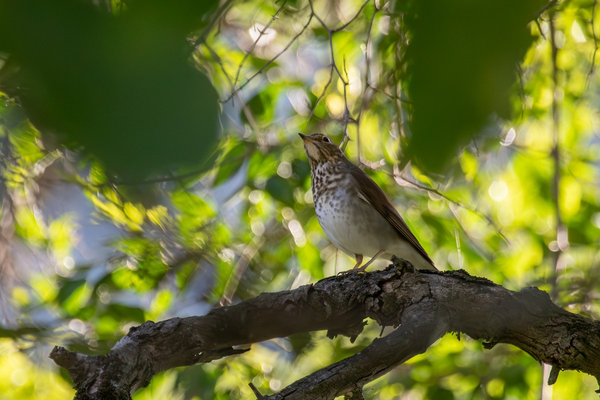 Swainson's Thrush - ML627617926