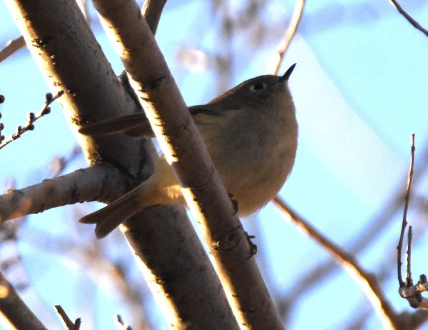 Roitelet à couronne rubis - ML627618113