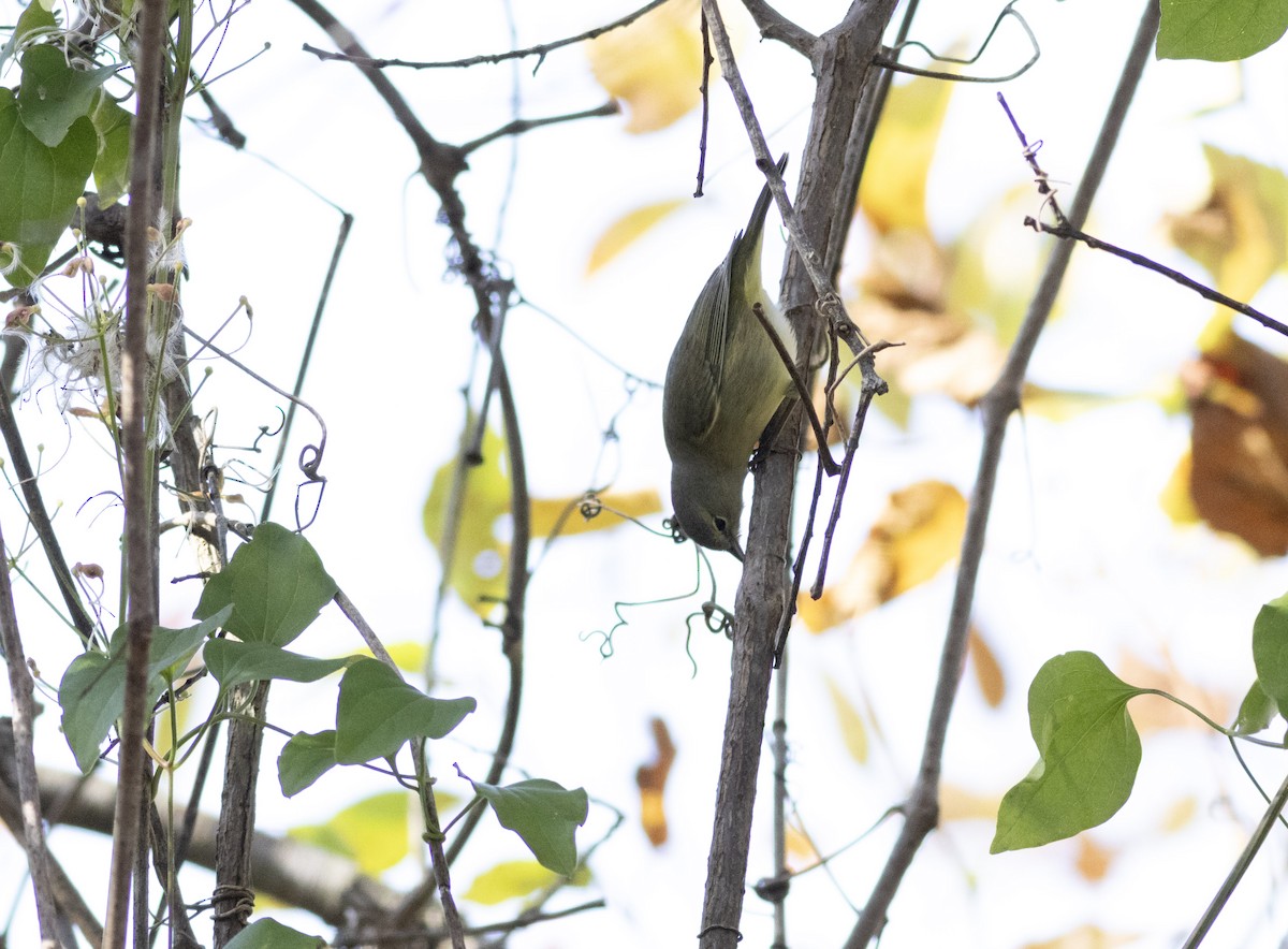 Paruline verdâtre - ML627618308