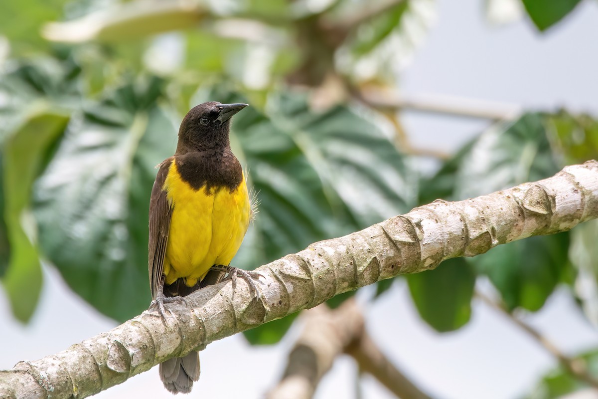 Yellow-rumped Marshbird - ML627618463