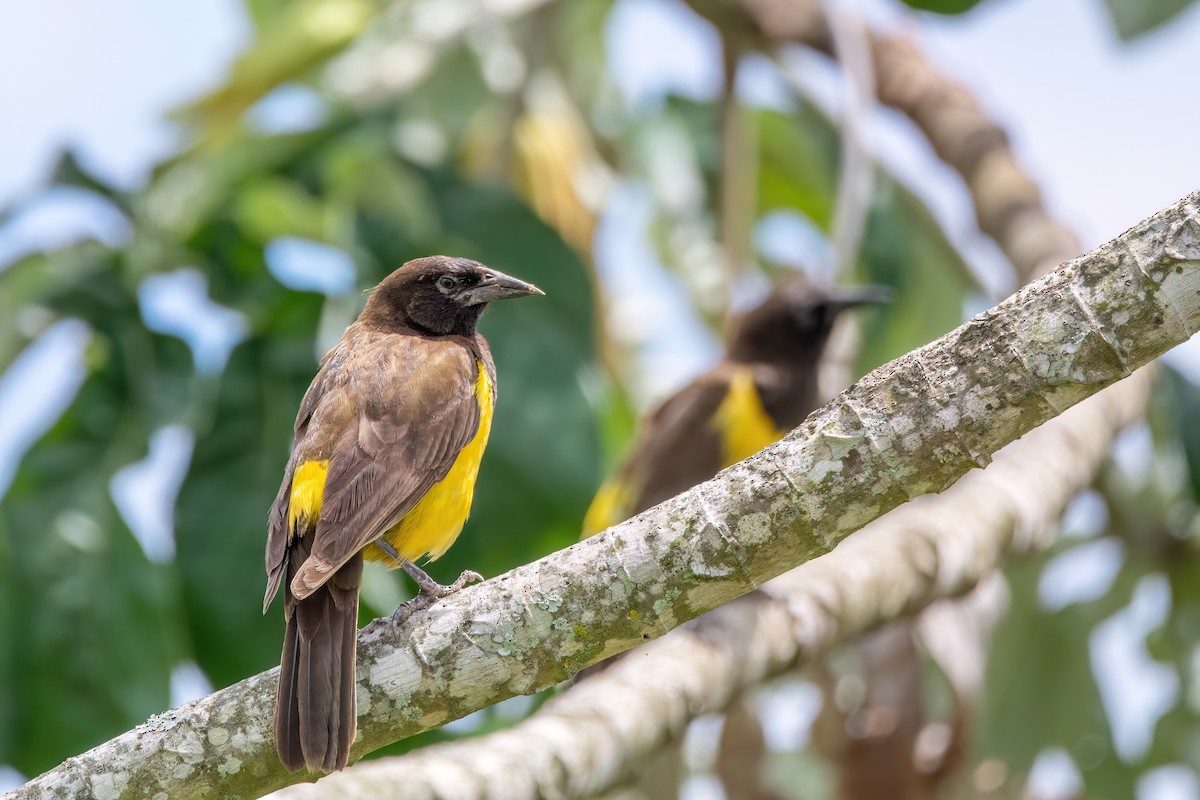 Yellow-rumped Marshbird - ML627618464