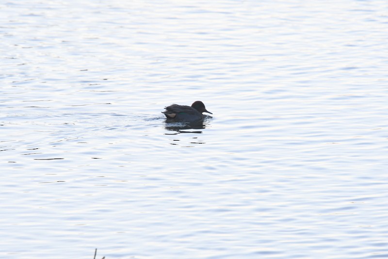 Green-winged Teal - ML627618486