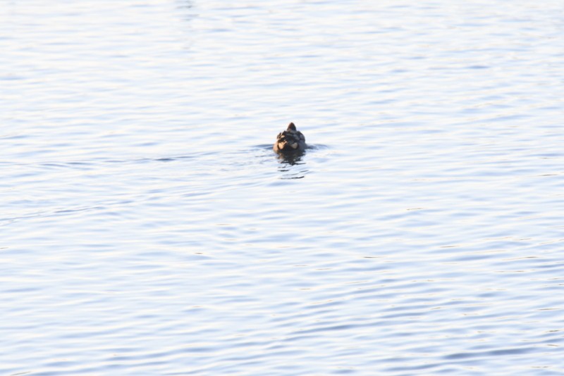 Green-winged Teal - ML627618487