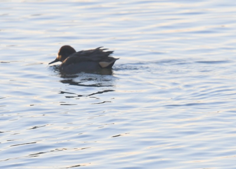 Green-winged Teal - ML627618488