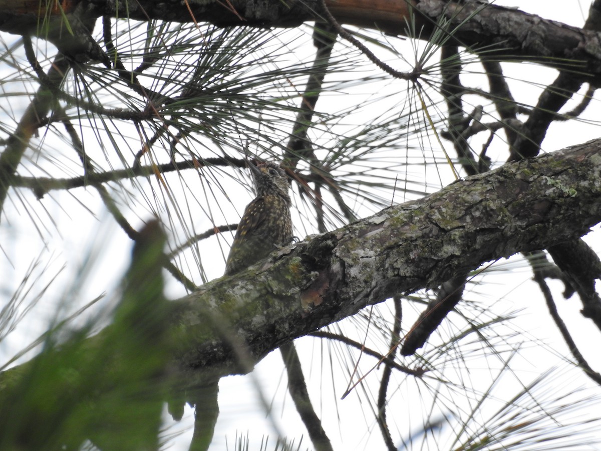 White-spotted Woodpecker - ML627618608