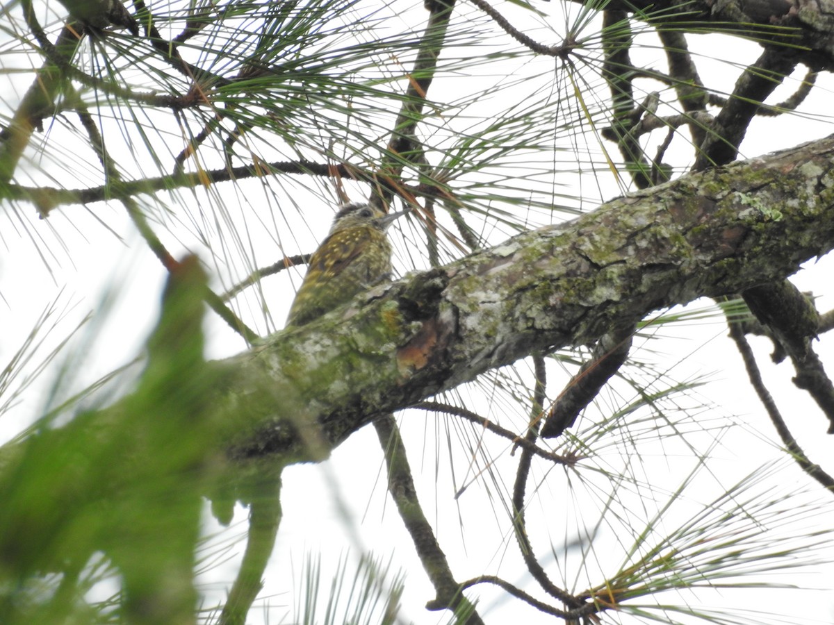 White-spotted Woodpecker - ML627618609