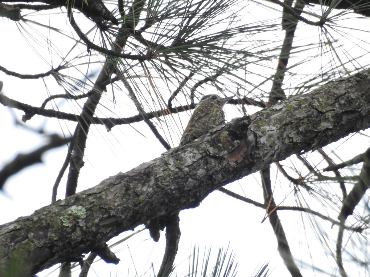 White-spotted Woodpecker - ML627618610