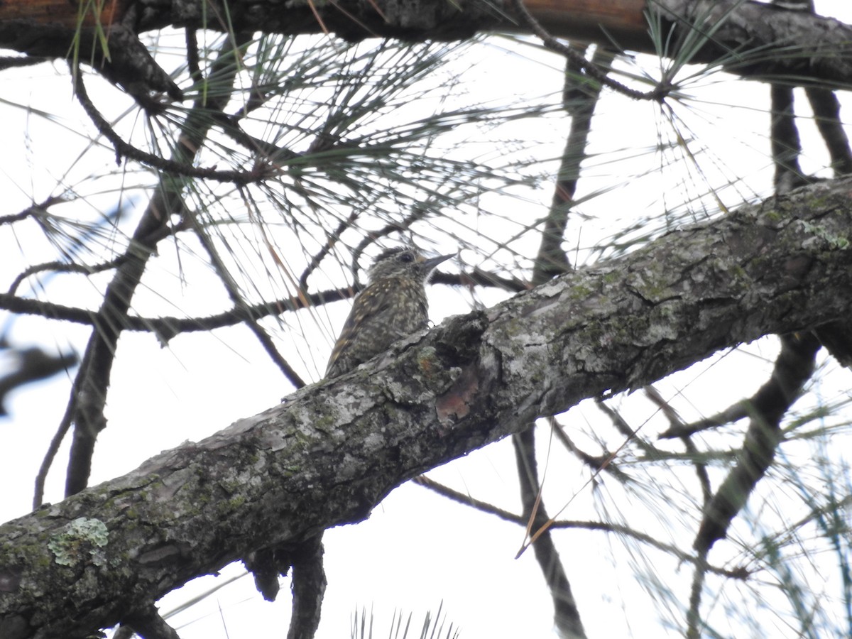 White-spotted Woodpecker - ML627618611