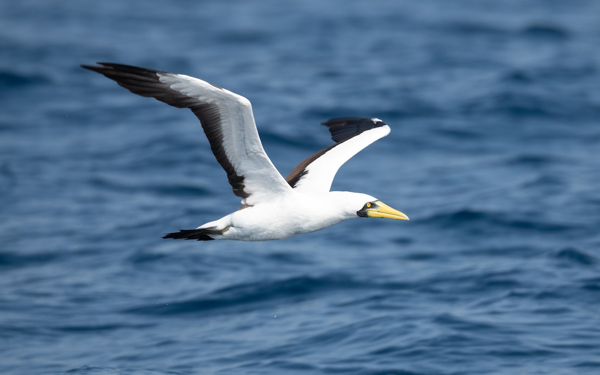 Masked Booby - ML627618642